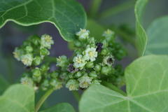 Jatropha curcas